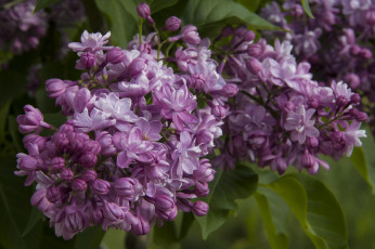 Картинка цветы сирень листья весна цветение