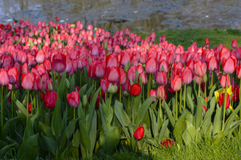 Картинка цветы тюльпаны цветение разноцветные много лепестки
