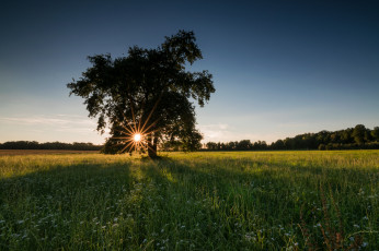Картинка природа деревья рассвет