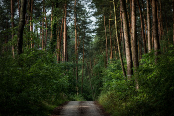 Картинка природа дороги тракт