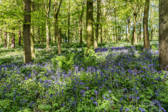 Картинка природа лес деревья