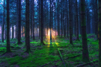 Картинка природа лес деревья