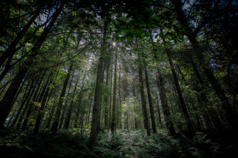 Картинка природа лес деревья