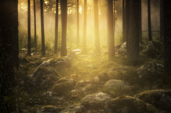 Картинка природа лес деревья