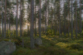 Картинка природа лес тракт