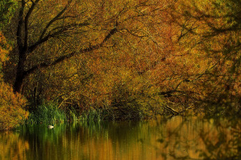 Картинка природа реки озера река лес