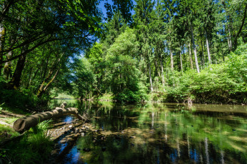 Картинка природа реки озера река лес