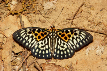 Картинка животные бабочки +мотыльки +моли бабочка