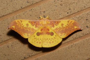 Картинка животные бабочки +мотыльки +моли бабочка