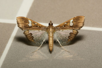 Картинка животные бабочки +мотыльки +моли моль