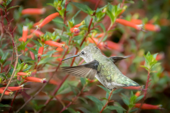 Картинка животные колибри окрас перья птица клюв перышки