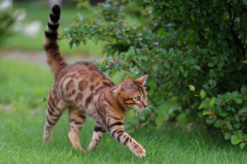 Картинка животные коты шерсть окрас кошка животное порода