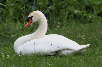 Картинка животные лебеди пара красота вода