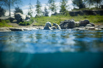 Картинка животные медведи большой лапы шерсть мишка