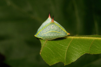Картинка животные насекомые макро