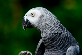 Картинка животные попугаи крылья клюв перья окрас попугай
