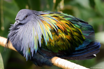 Картинка животные птицы окрас забавная птица перья