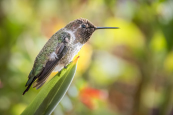 Картинка животные птицы перья птица милашка окрас