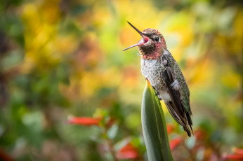 Картинка животные птицы птица окрас перья клюв