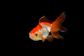 Картинка животные рыбы рыбка