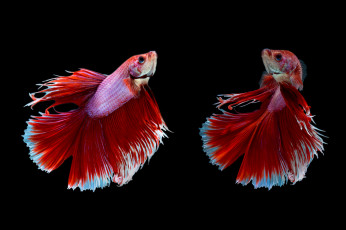 Картинка животные рыбы рыбка