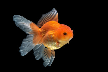 Картинка животные рыбы рыбка