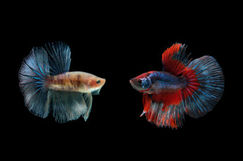 Картинка животные рыбы рыбка