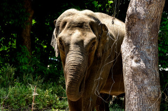Картинка животные слоны великан животное большой слон
