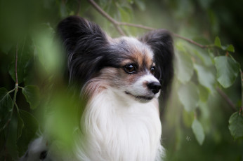 Картинка животные собаки животное порода собака окрас шерсть