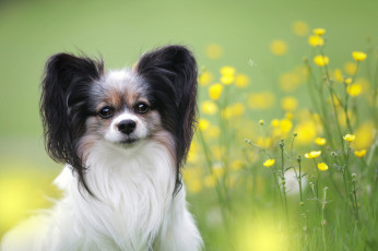 Картинка животные собаки животное шерсть порода собака окрас