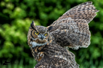 Картинка животные совы окрас птица сова перья