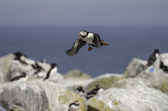 Картинка животные тупики окрас птица тупик перья