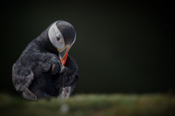 Картинка животные тупики перья птица тукан окрас клюв