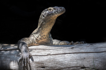 Картинка животные Ящерицы +игуаны +вараны камень окрас ящерица