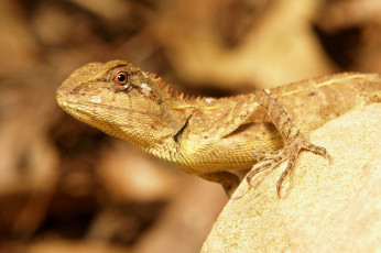 Картинка животные Ящерицы +игуаны +вараны ящерица