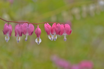 Картинка цветы дицентра+ разбитое+сердце разбитое сердце