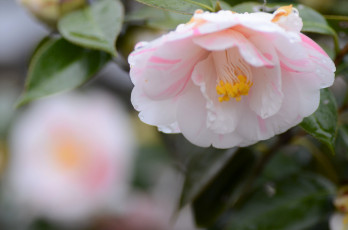 Картинка цветы камелии нежность