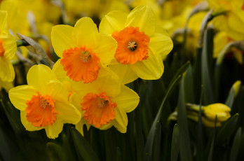 Картинка цветы нарциссы лепестки желтые