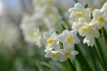 Картинка цветы нарциссы нежность