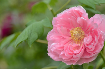 Картинка цветы пионы розовый