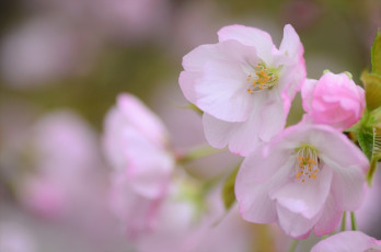 Картинка цветы сакура +вишня нежность