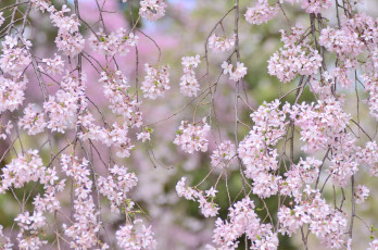 Картинка цветы сакура +вишня нежность