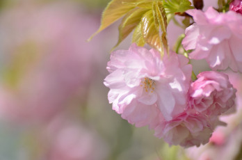 Картинка цветы сакура +вишня нежность