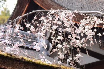 Картинка цветы сакура +вишня нежность