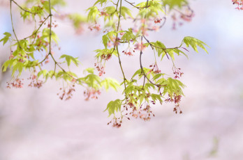 Картинка цветы сакура +вишня нежность