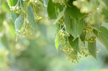 Картинка природа листья макро