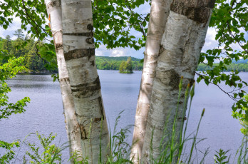 Картинка природа реки озера река лес