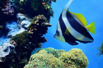 Картинка животные рыбы рыбка