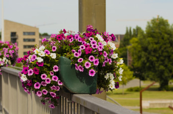 Картинка цветы петунии +калибрахоа нежность бутон цветение петуния