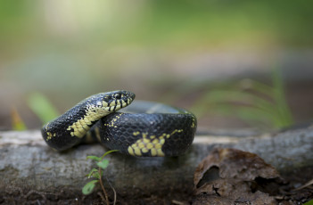 Картинка животные змеи +питоны +кобры ядовитая окрас змея